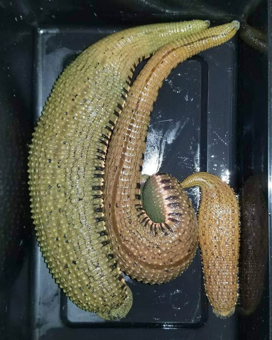 3 Asian Buffalo Leeches