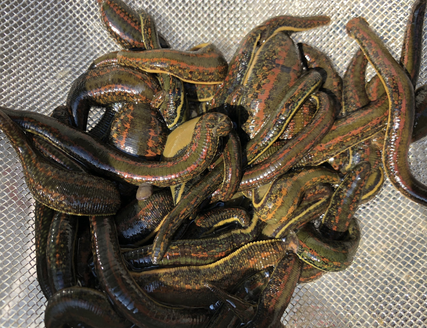 120 Medical Leeches
