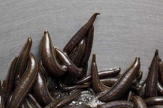 60 Hirudo Verbana Medicinal Leeches Large Size