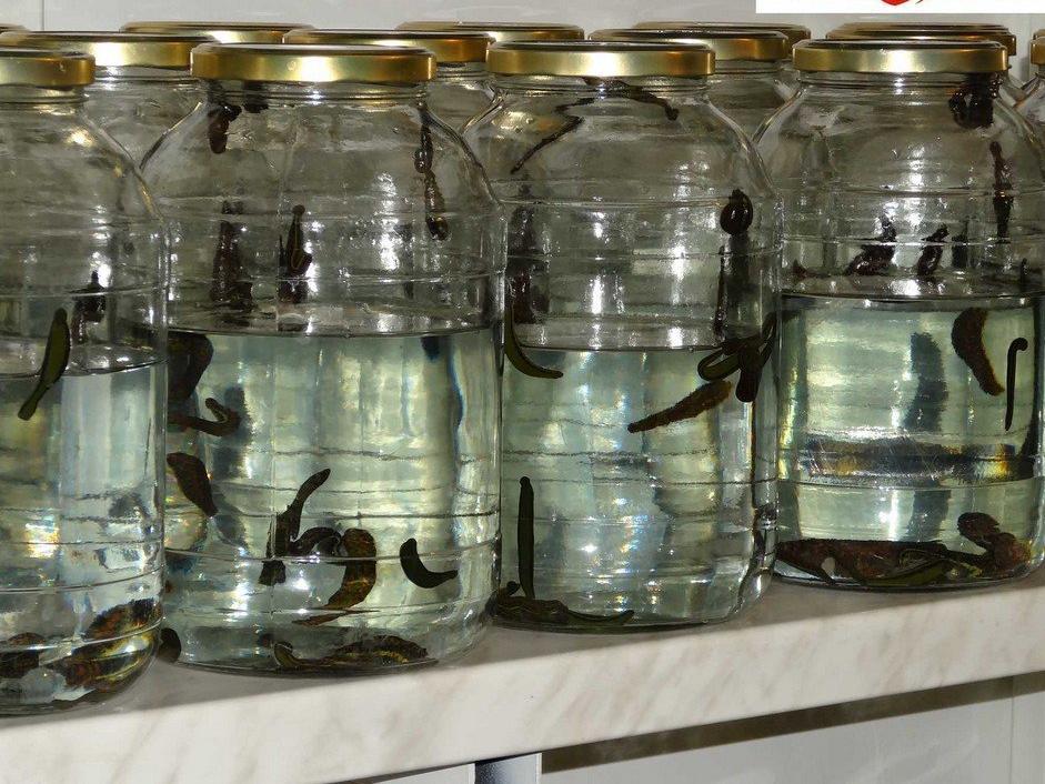 70 Hirudo Verbana Small Leeches FOR SALE