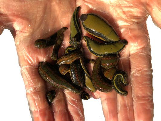 12 Medium Size Medicinal Leeches for Leech Therapy