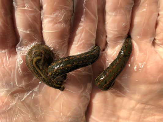 3 Live Leeches Hirudo Verbana Medium Size