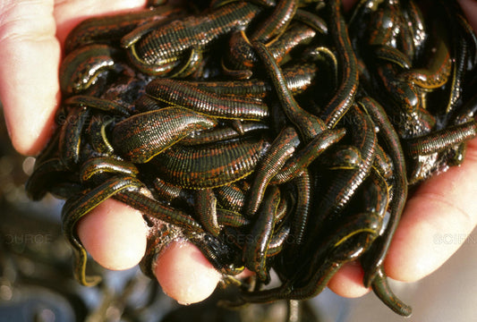 100 Hirudo Verbana Leeches for Sale