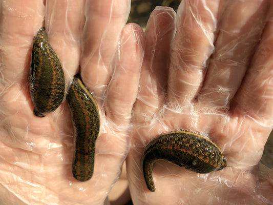 3 Hirudo Medicinalis Jumbo Leeches