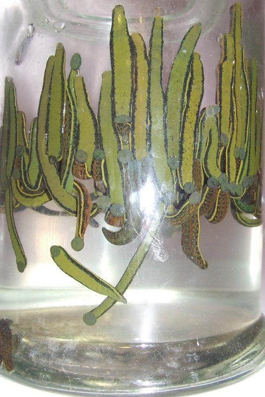 100 Medicinal Leeches Hirudo Medicinalis