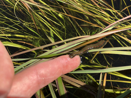 HIRUDO VERBANA Hungarian Leech