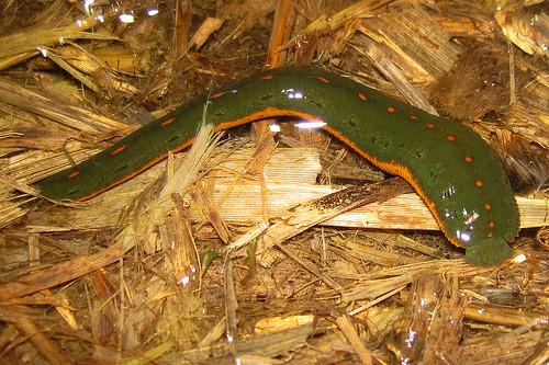 400 Leeches From North America