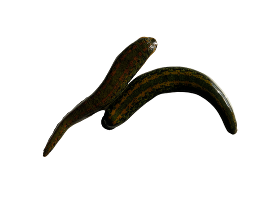 2 Hirudo Medicinalis Leeches