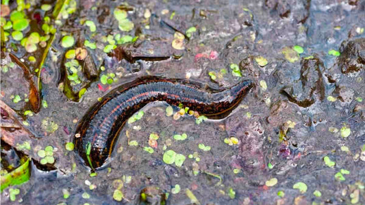 Leech Lake Mud 0.5 kg. Natural Leech Habitat
