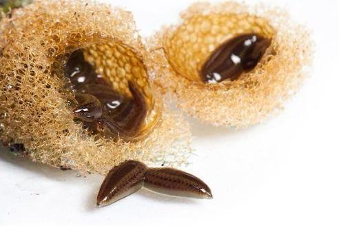 20 Hirudo Medicinalis Baby Leeches