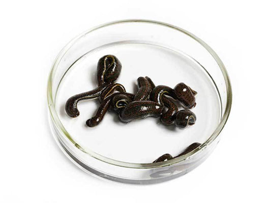 13 Live Medicinal Leeches