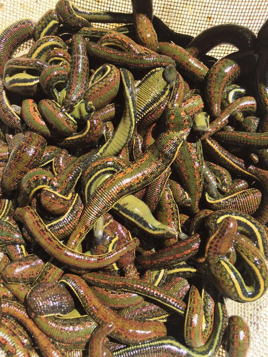 Buy 600 Leeches in USA