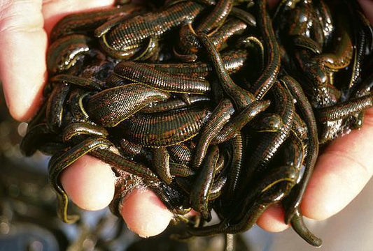 180 Medisinal Leeches (Hirudo)