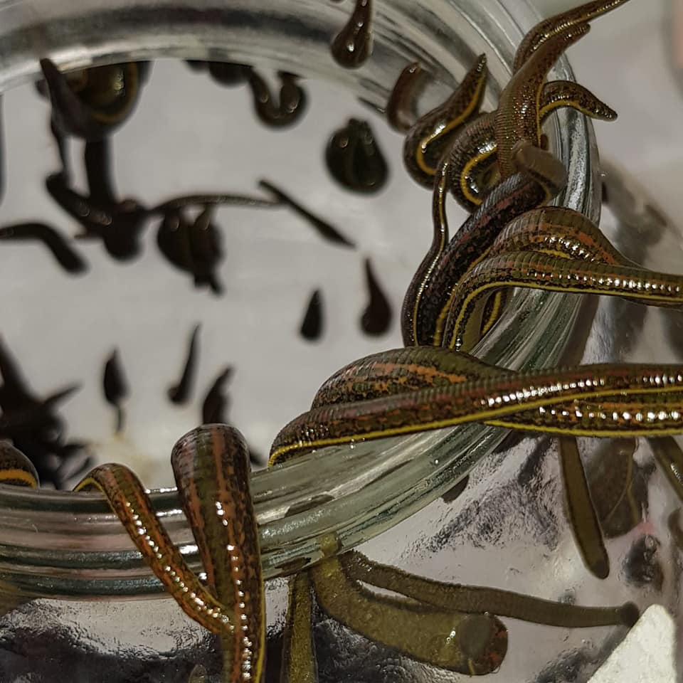 150 Leeches for Sale in Canada