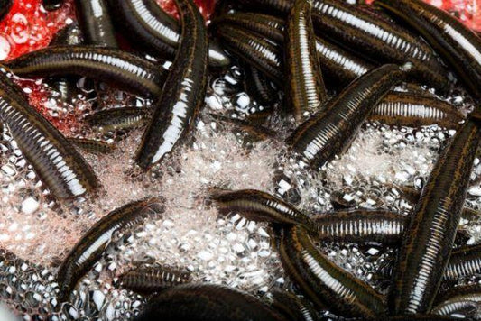 180 Hirudo Leeches for Therapy