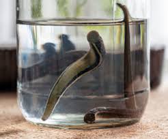 3 Leeches for Pets