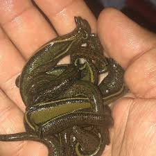 30 Live Leeches
