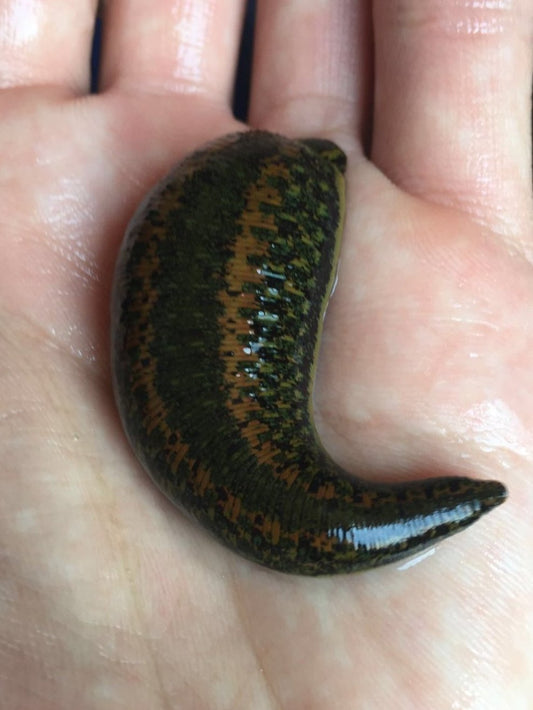 Jumbo Medicinal Leech