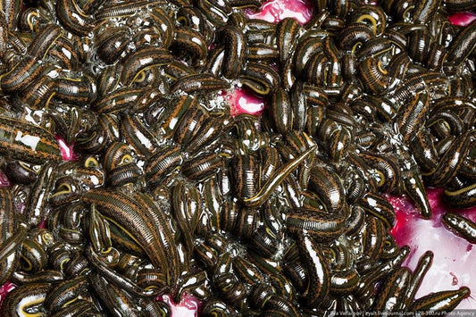 300 Hirudo Medicinalis Mixed Leeches