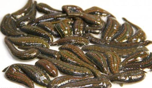 400 Medicinal Leeches - Medium Size