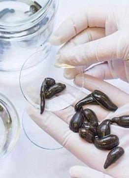 12 Sterile Leeches