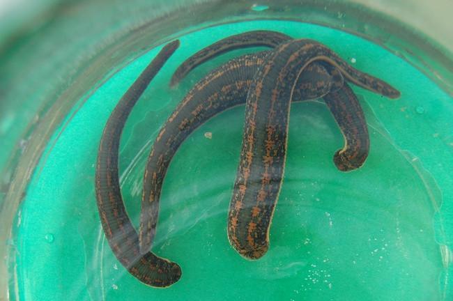 For sale Sterile Medical Leeches From Bio Farm