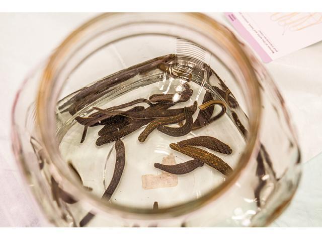 Buy 25 Medical Leeches in Canada