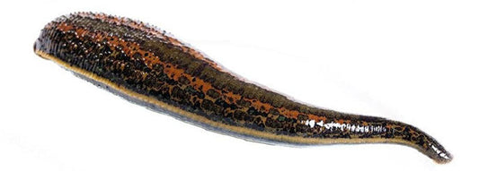 Very Large Leeches