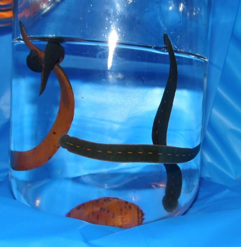 400 North American Leeches - WHOLESALE