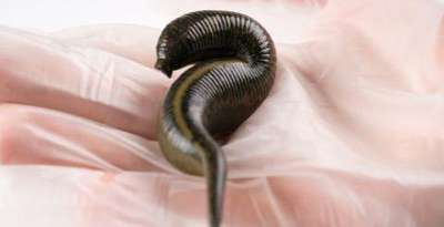 Medicinal Leeches for Hirudotherapy and Leech Therapy